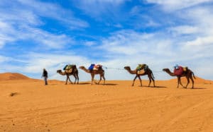 Camellos por el desierto en caravana de viaje a Marruecos